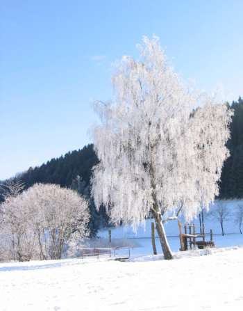 Winterimpression